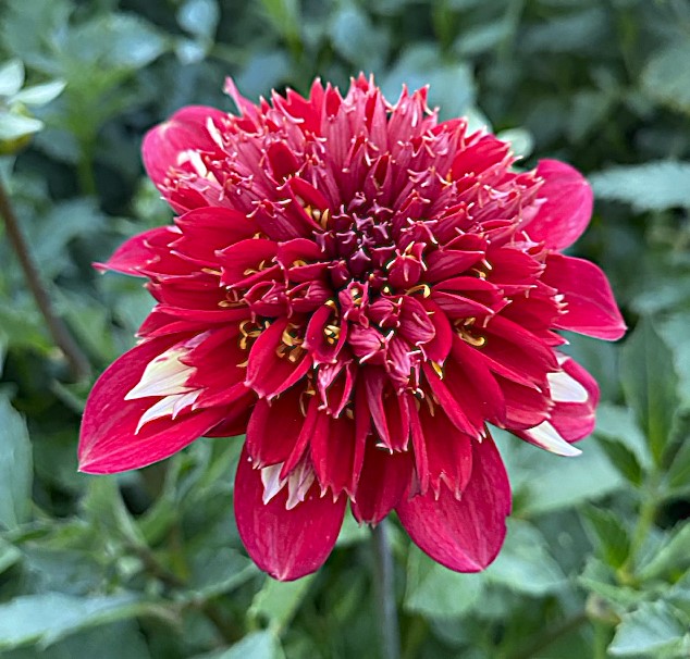 Dahlia speech
